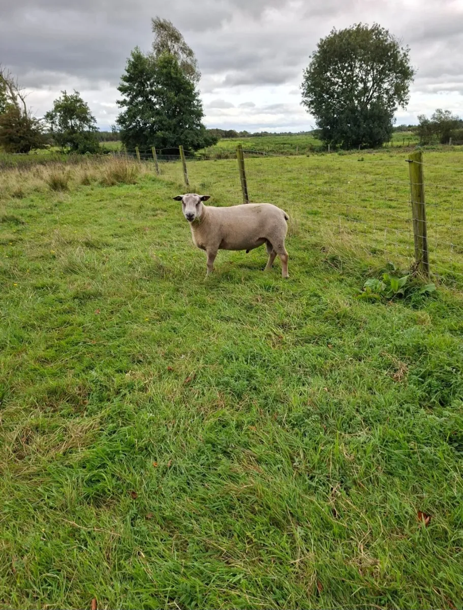 Pure bred Charollais ram - Image 1