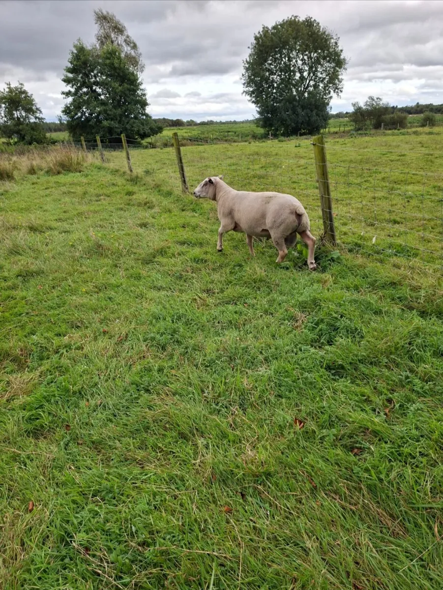 Pure bred Charollais ram - Image 4