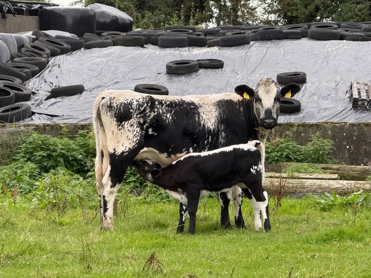 Speckle park heifer and bull calf at foot - Image 1