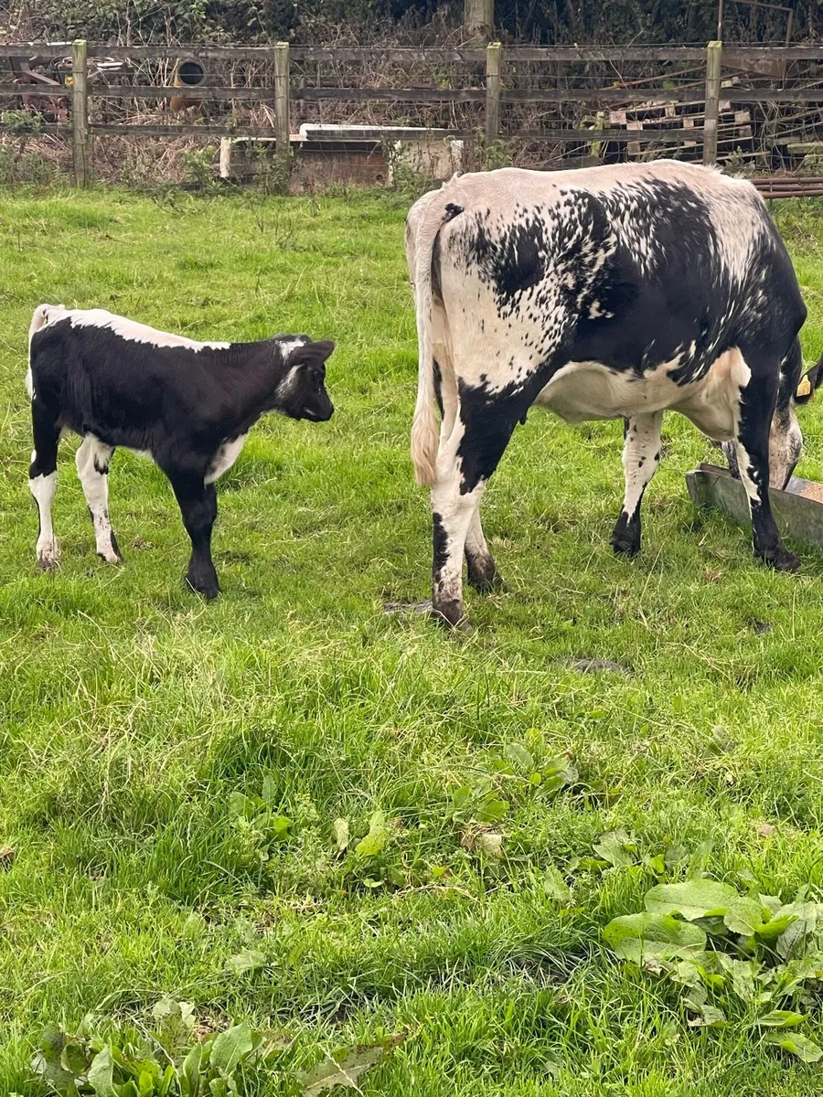 Speckle park heifer and bull calf at foot - Image 2