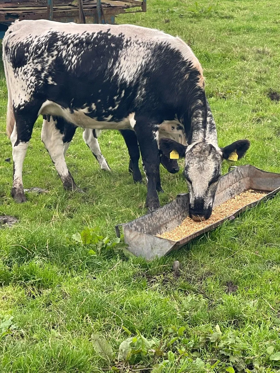 Speckle park heifer and bull calf at foot - Image 3