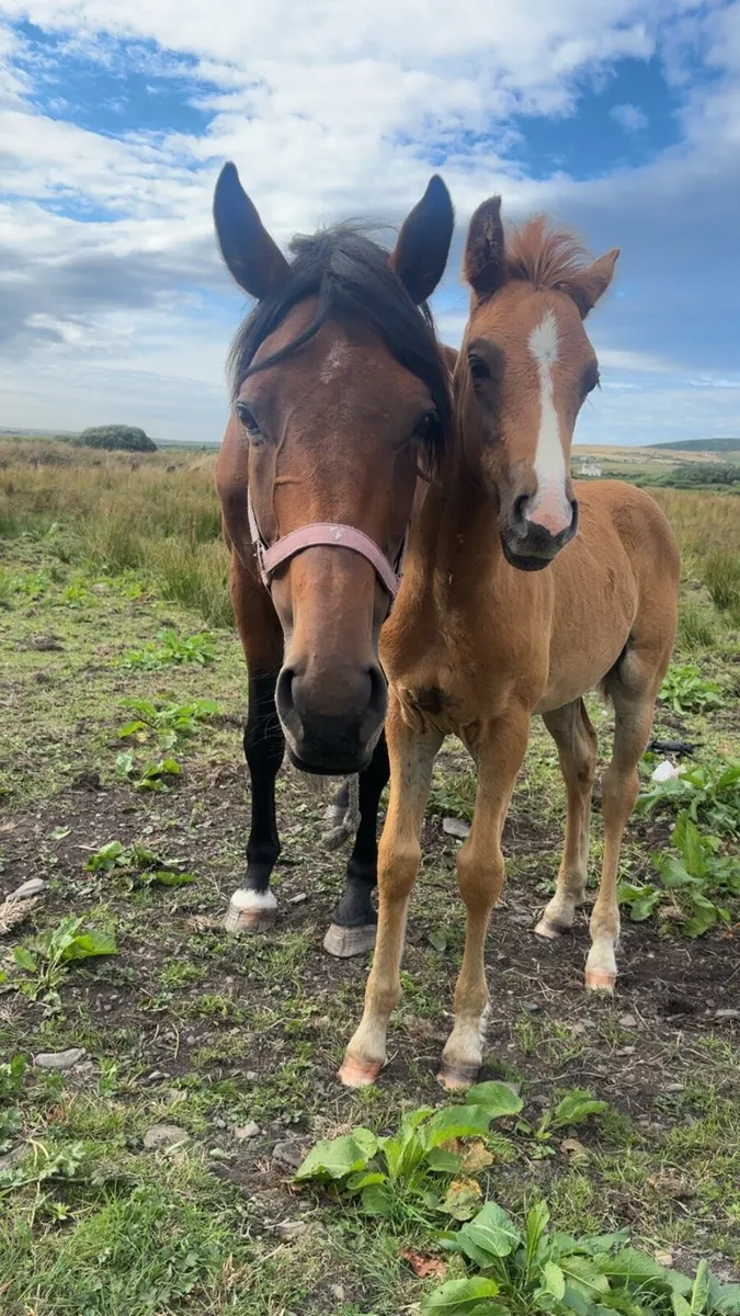 Mare and foal - Image 2