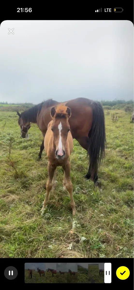 Mare and foal - Image 3