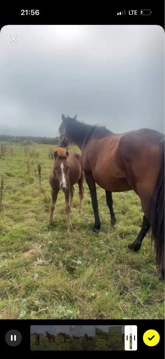 Mare and foal - Image 4