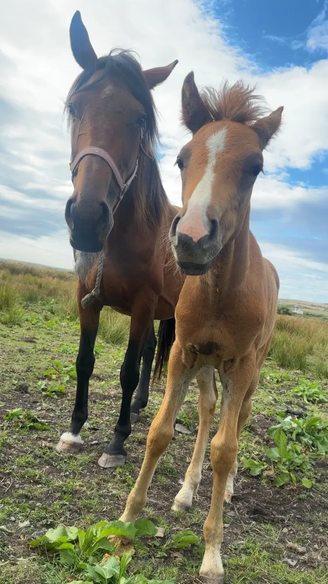 Mare and foal - Image 1