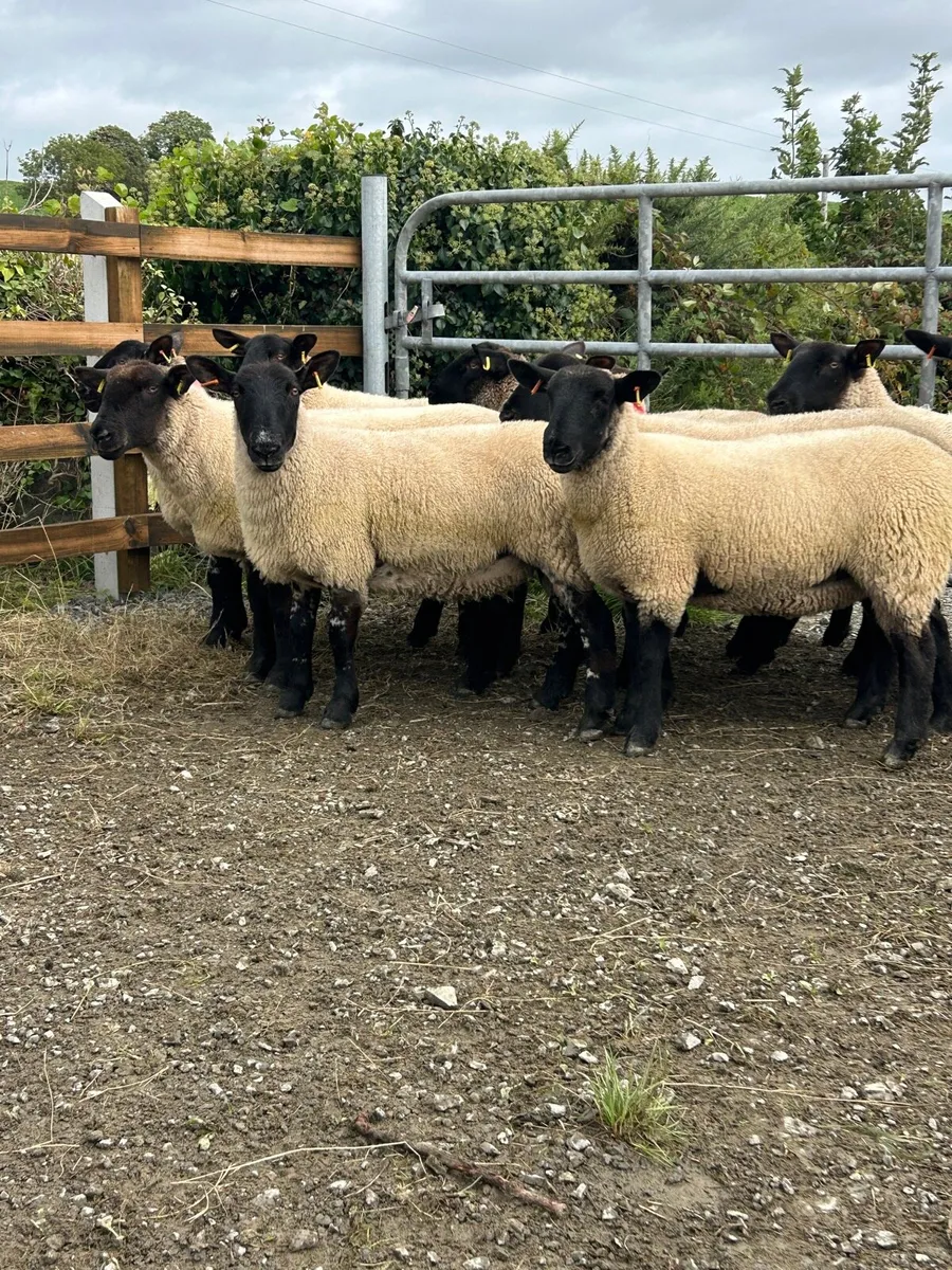 Suffolk Mule Hoggets - Image 1