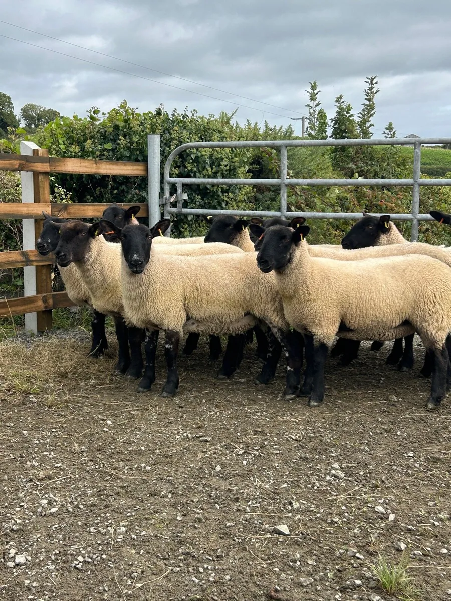 Suffolk Mule Hoggets - Image 2