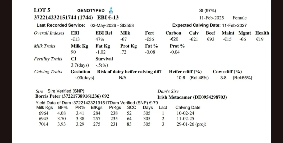 In-Calf Heifers - Image 2