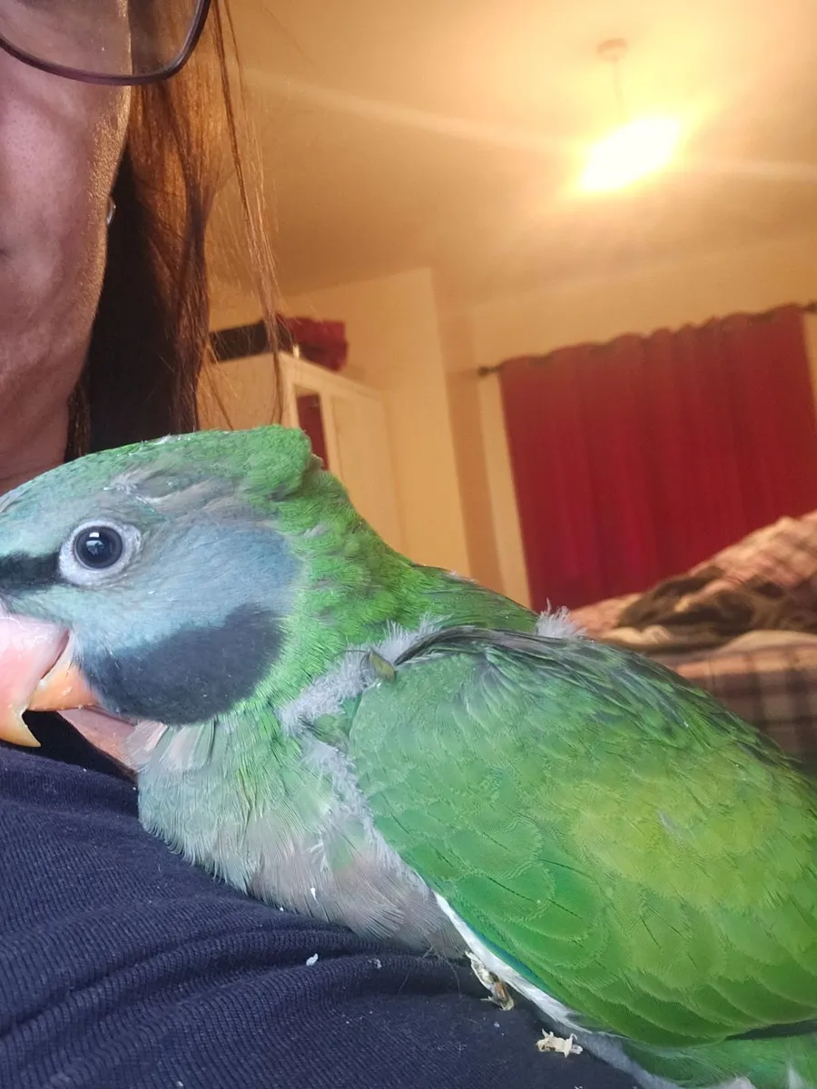 Hand reared Derbyan Parrot - Image 2
