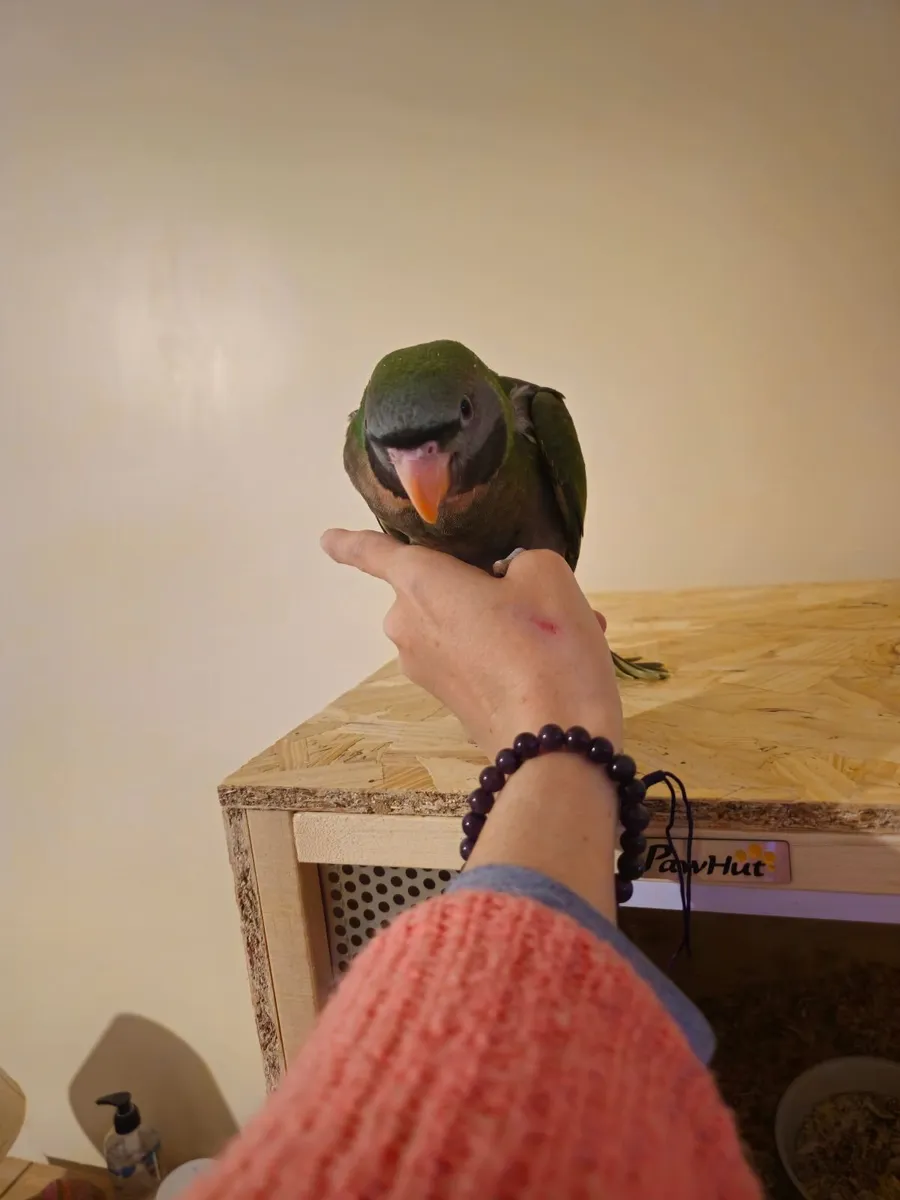 Hand reared Derbyan Parrot - Image 4