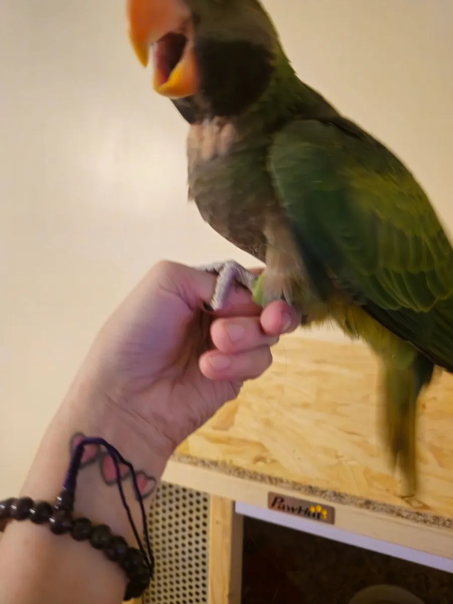 Hand reared Derbyan Parrot - Image 3