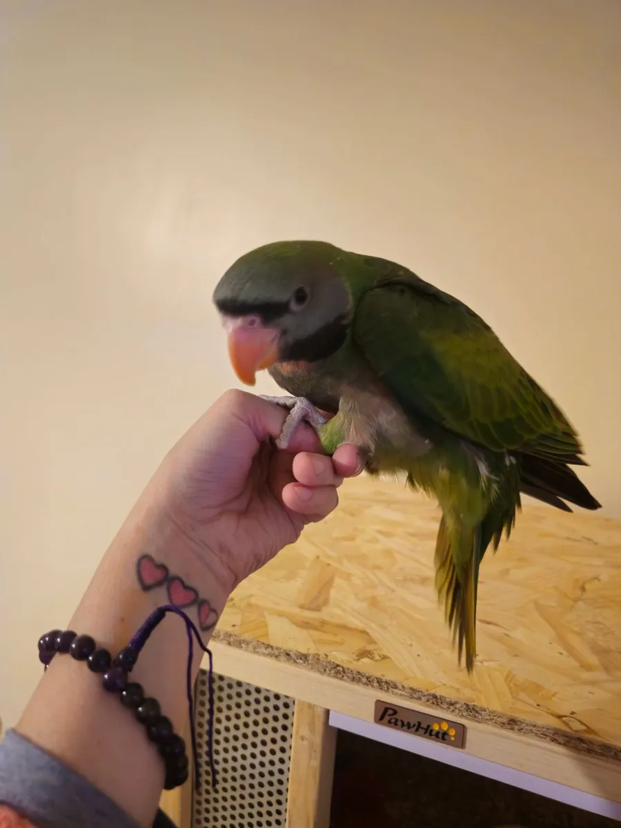 Hand reared Derbyan Parrot - Image 1