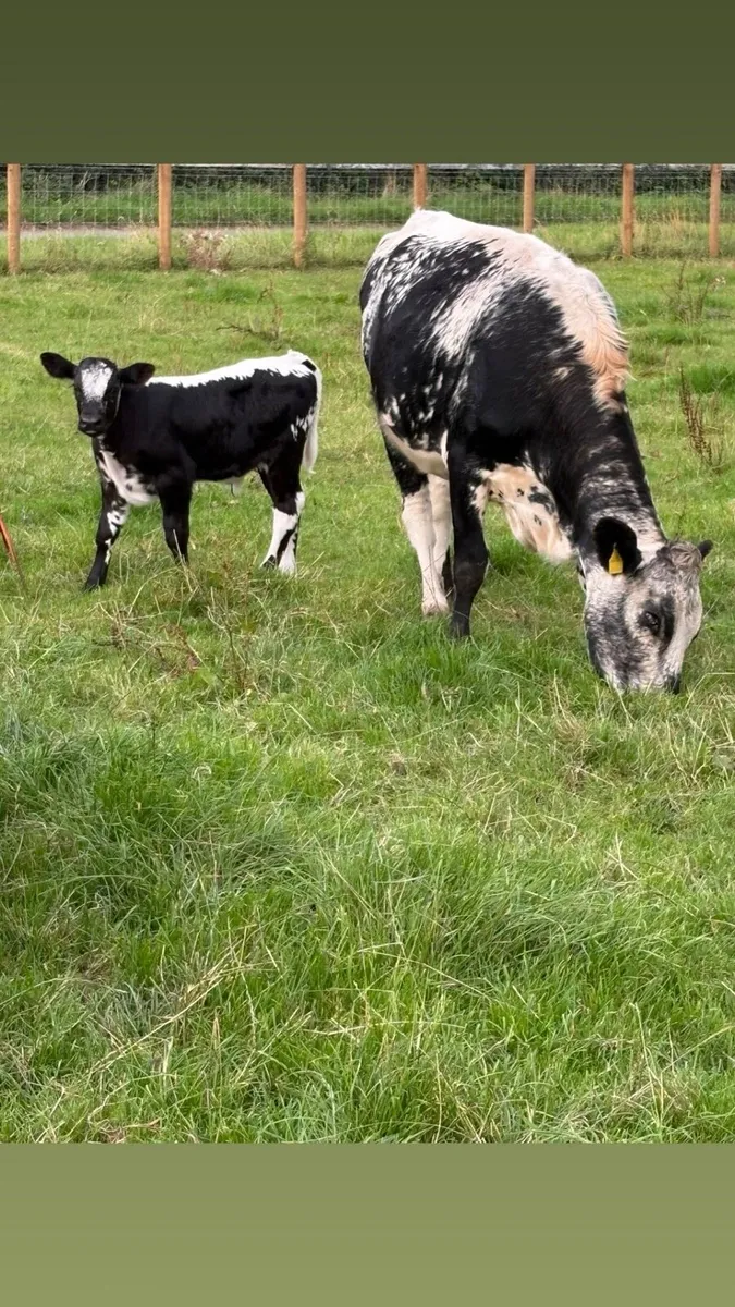 Speckle park heifer and bull calf at foot - Image 4