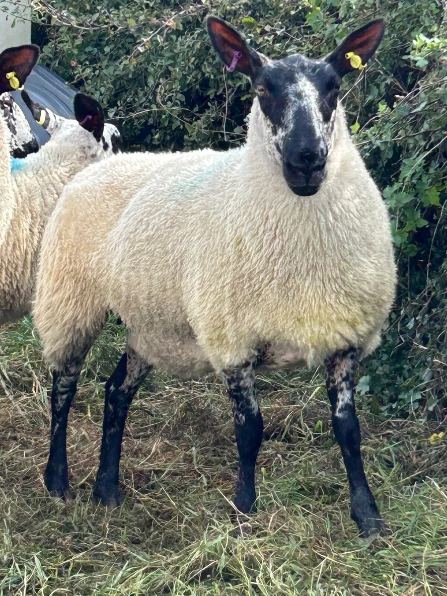Milford Hoggets - Image 1