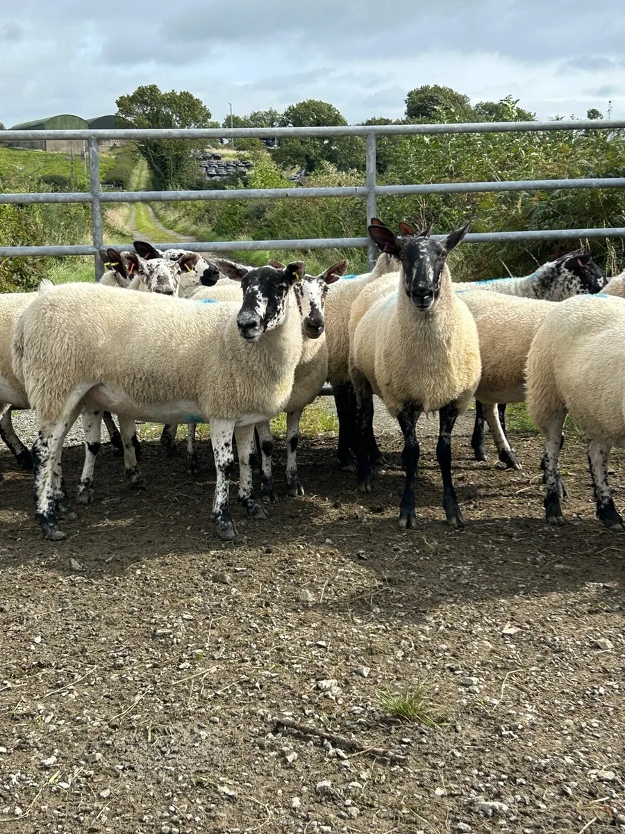 Milford Hoggets - Image 2