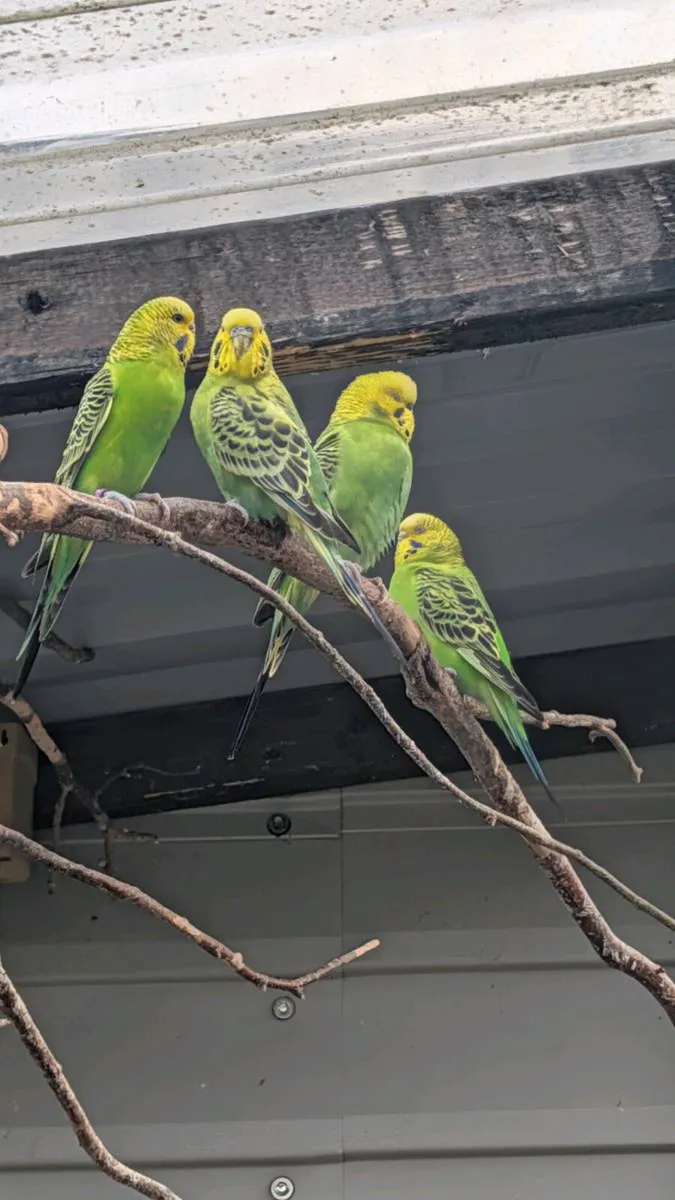 Budgies - Image 1