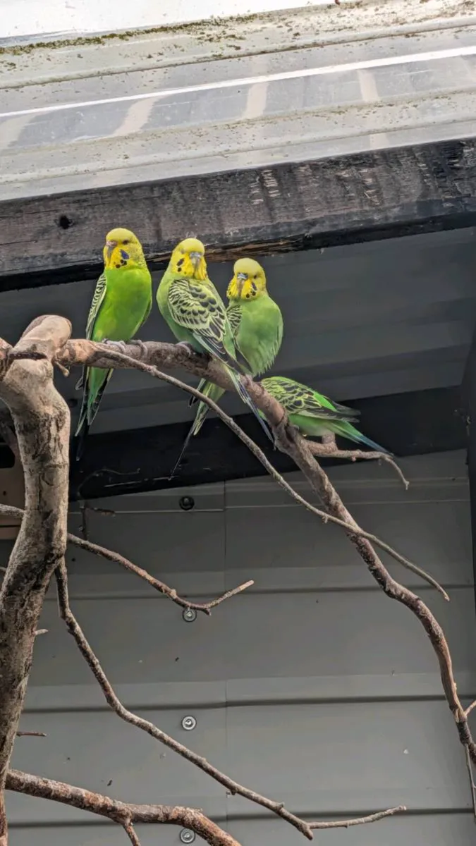 Budgies - Image 2