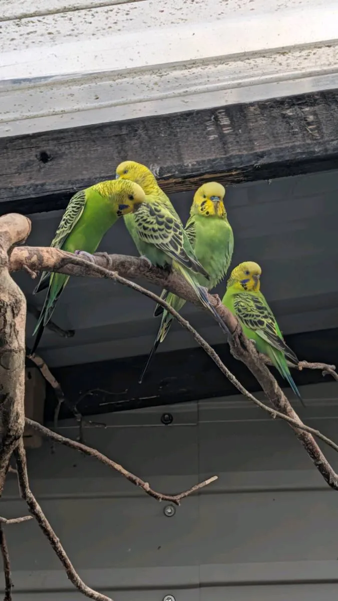 Budgies - Image 3