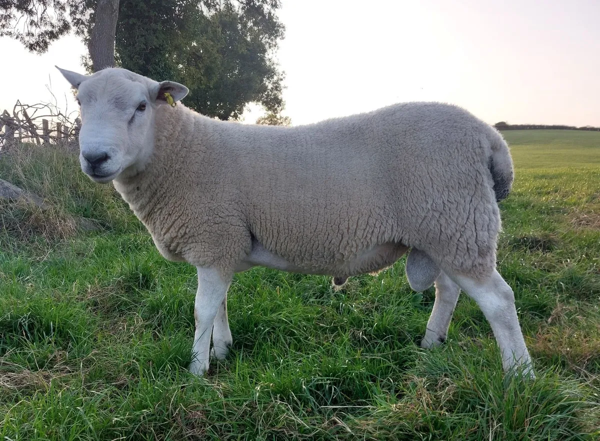 Lleyn Shearling Ram For Sale Sheep