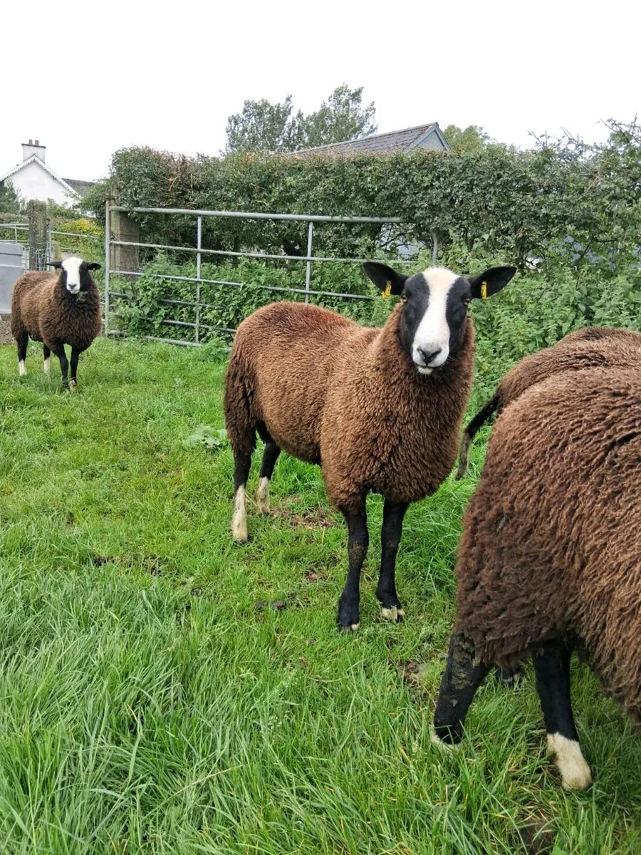 TEASER RAM LAMB - Image 1