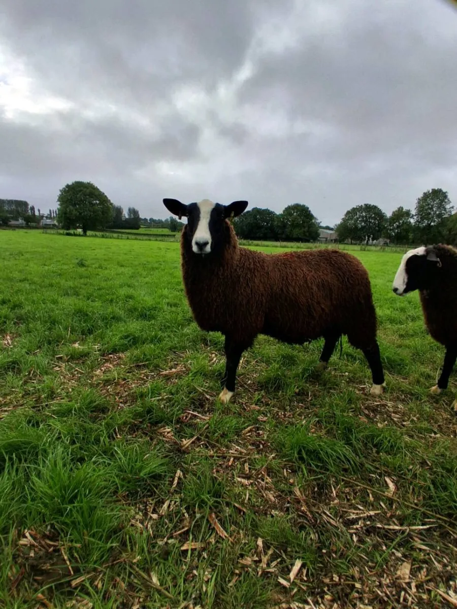 TEASER RAM LAMB - Image 2