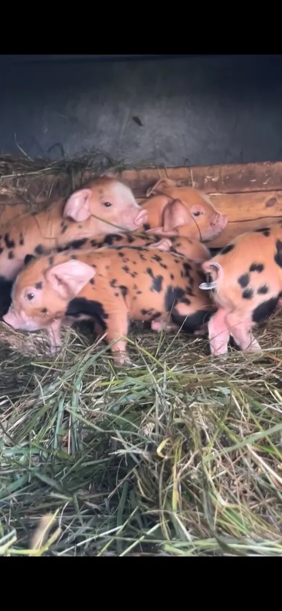 Osb piglets - Image 1