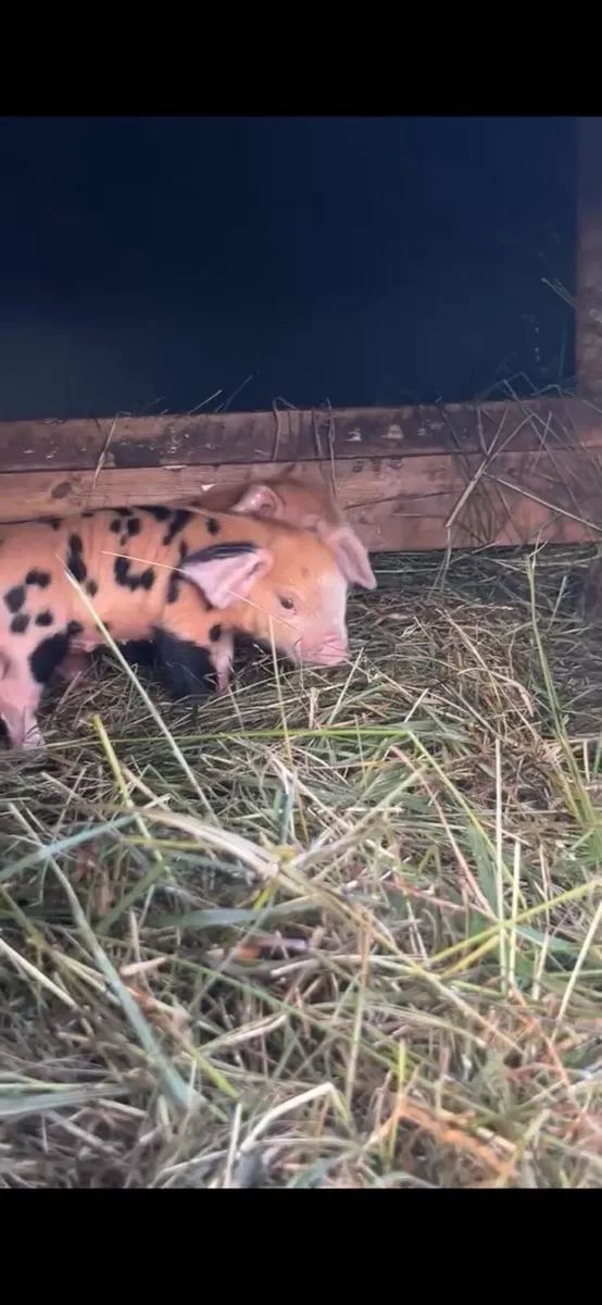 Osb piglets - Image 2