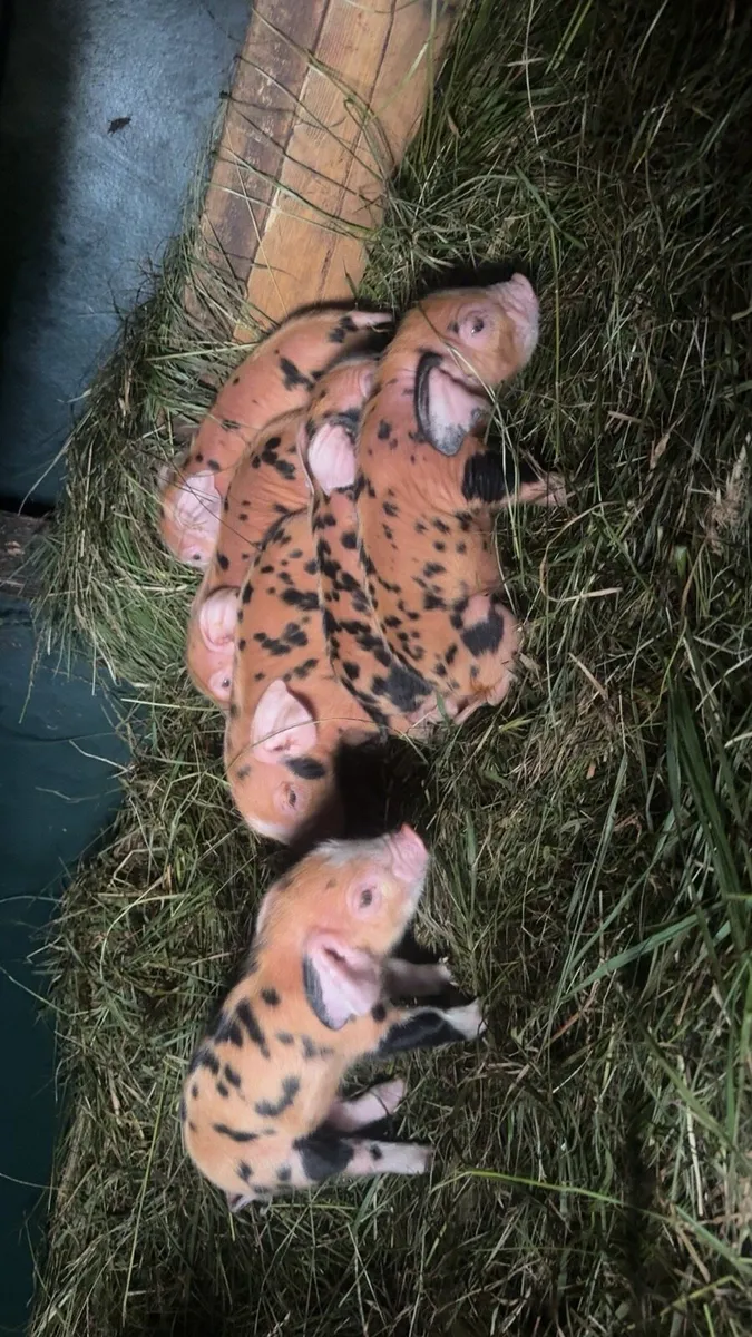 Osb piglets - Image 3