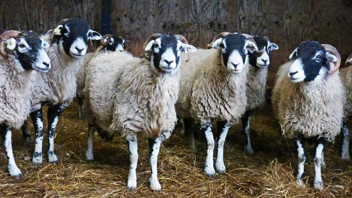 South of Ireland Swaledale Sheep Breeders - Image 2