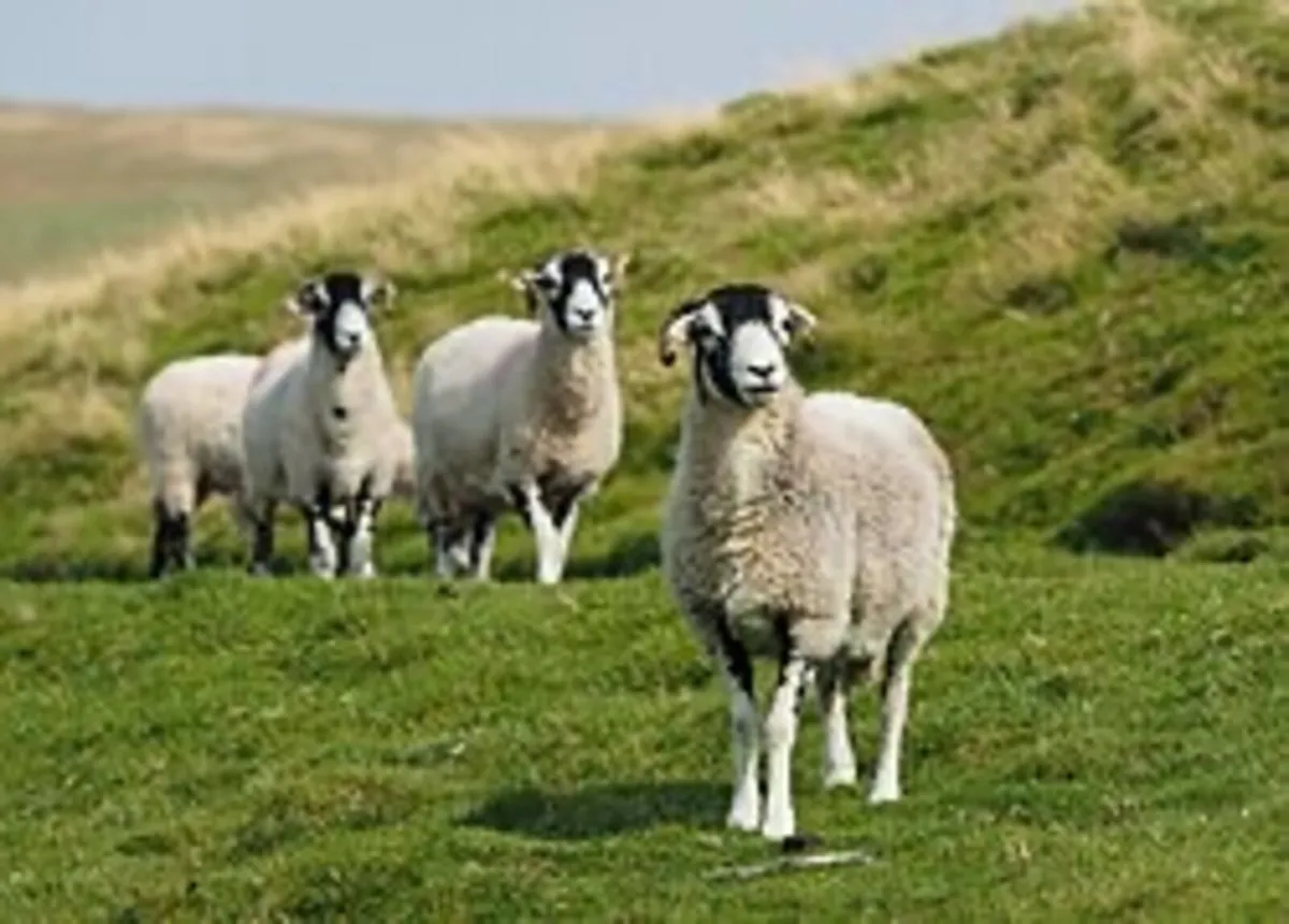 South of Ireland Swaledale Sheep Breeders - Image 3