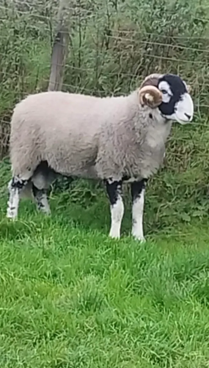 South of Ireland Swaledale Sheep Breeders - Image 4