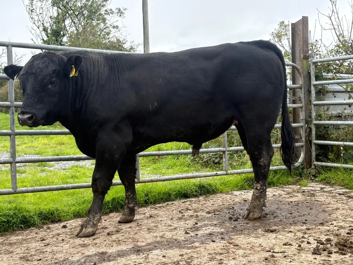 AA BULL - Image 4