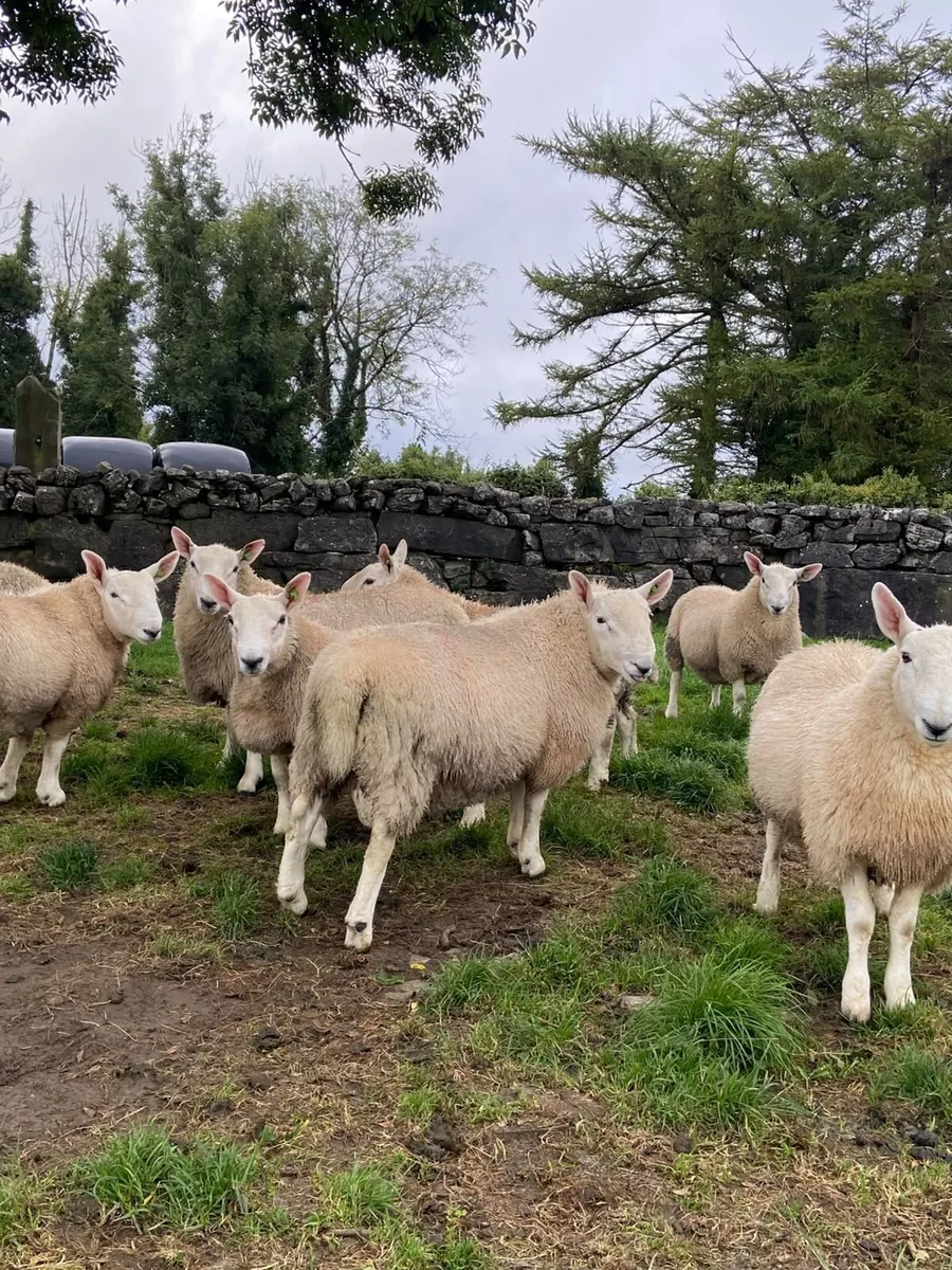 Pb north country cheviot rams - Image 1