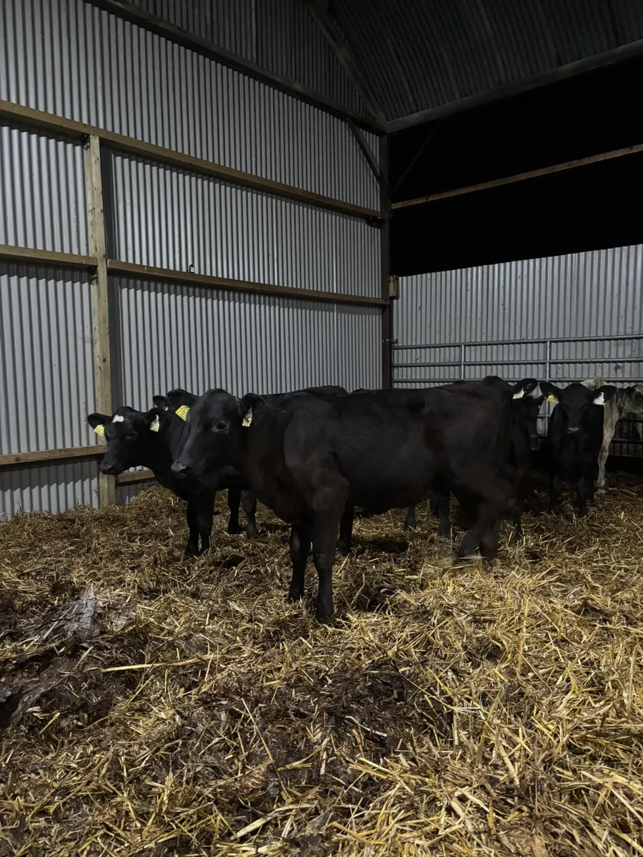 Angus weanlings - Image 4