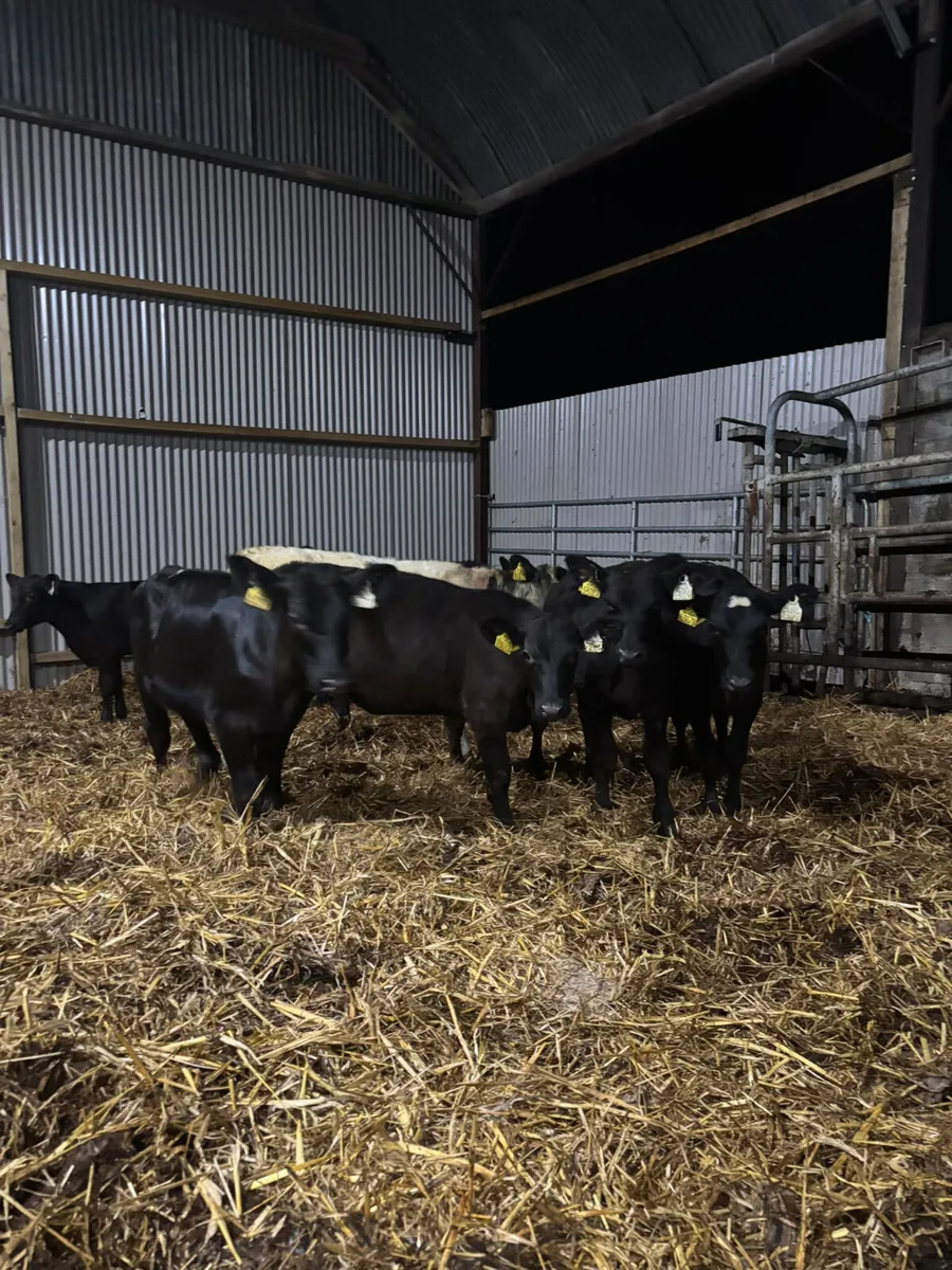 Angus weanlings - Image 1