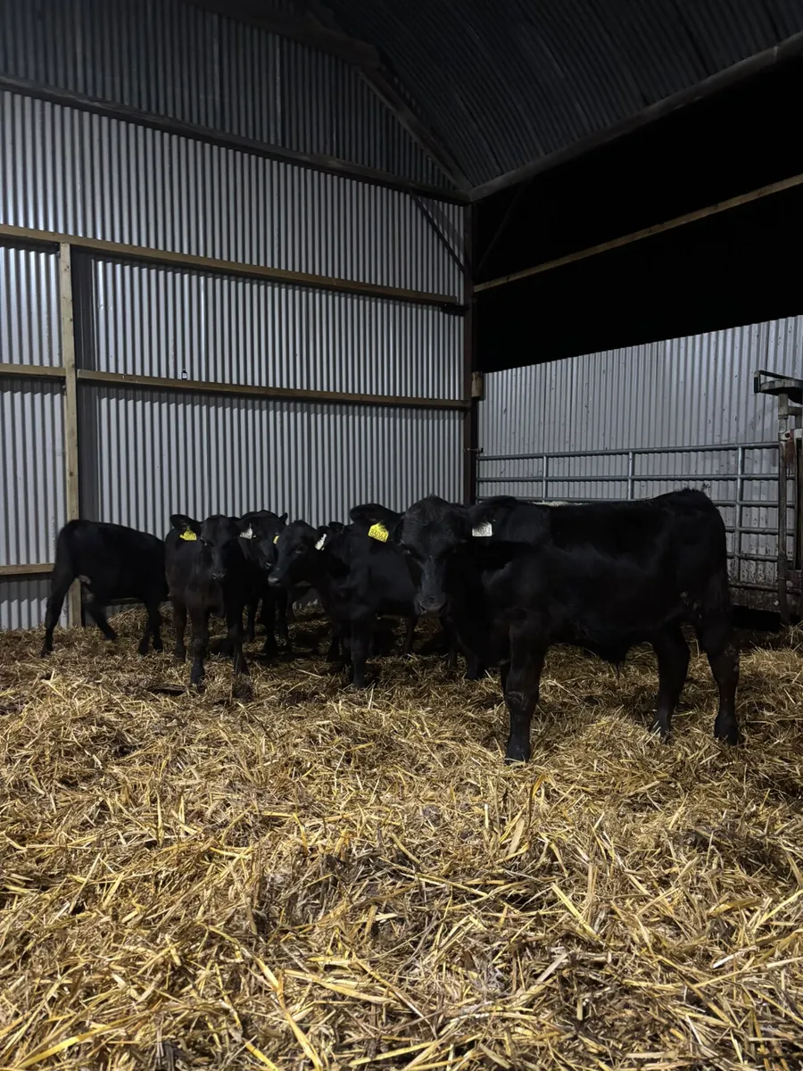 Angus weanlings - Image 2