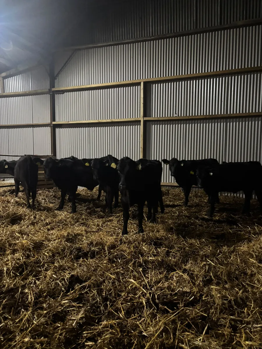 Angus weanlings - Image 3