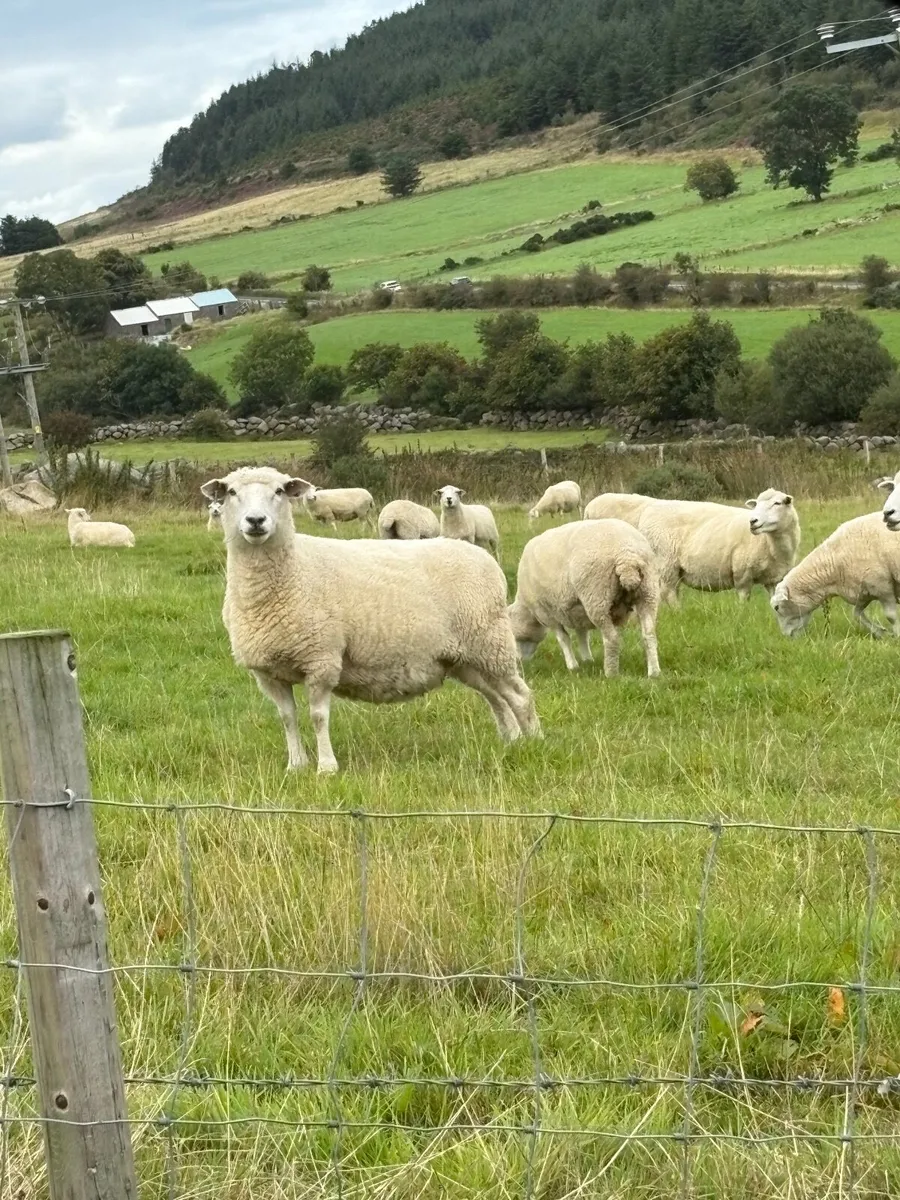 New Zealand Romney hoggets.