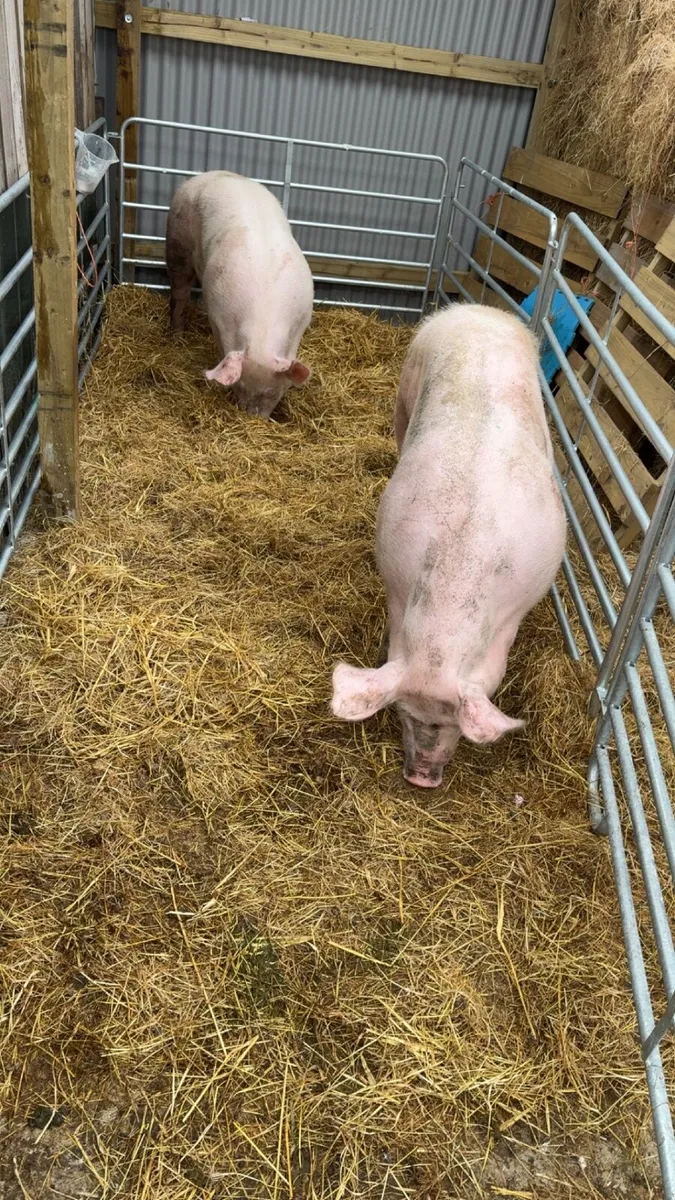 Pigs - Image 1