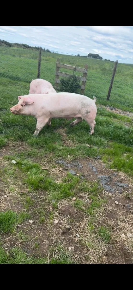 Pigs - Image 2