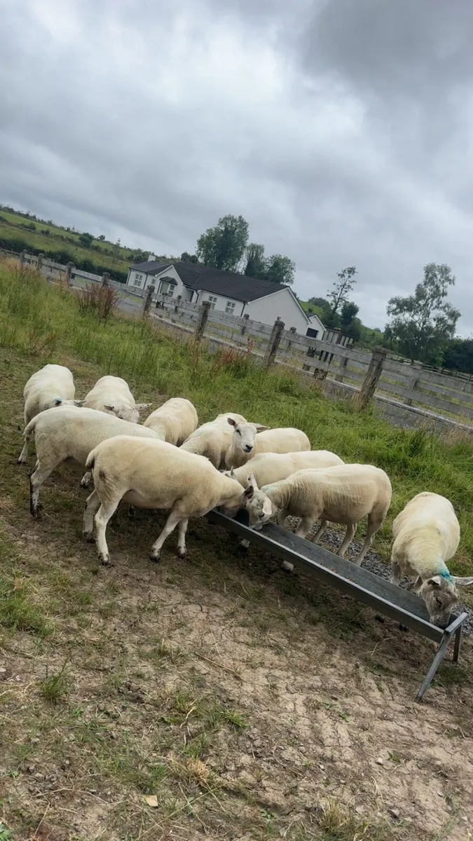 10 Texel mule cross ewes