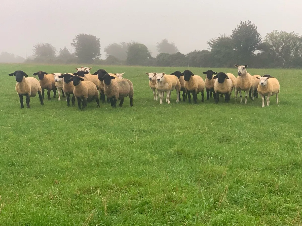 Pedigree Registered Suffolk & Texel Rams - Image 1