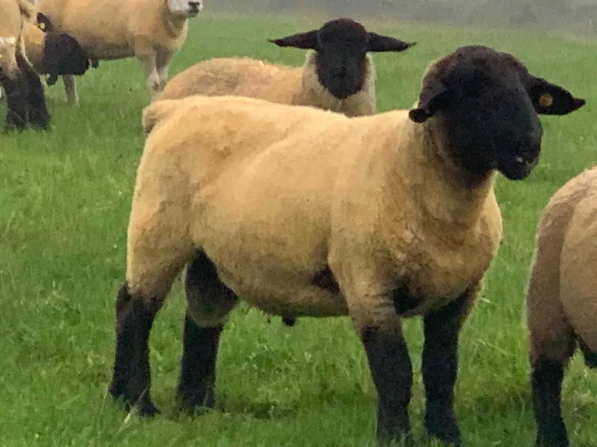 Pedigree Registered Suffolk & Texel Rams - Image 3
