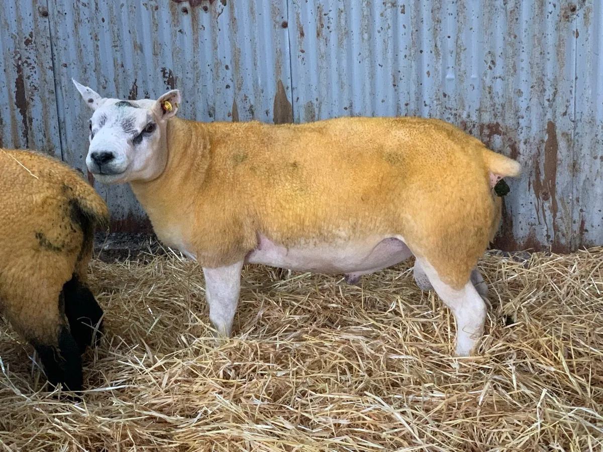 Pedigree Registered Suffolk & Texel Rams - Image 4