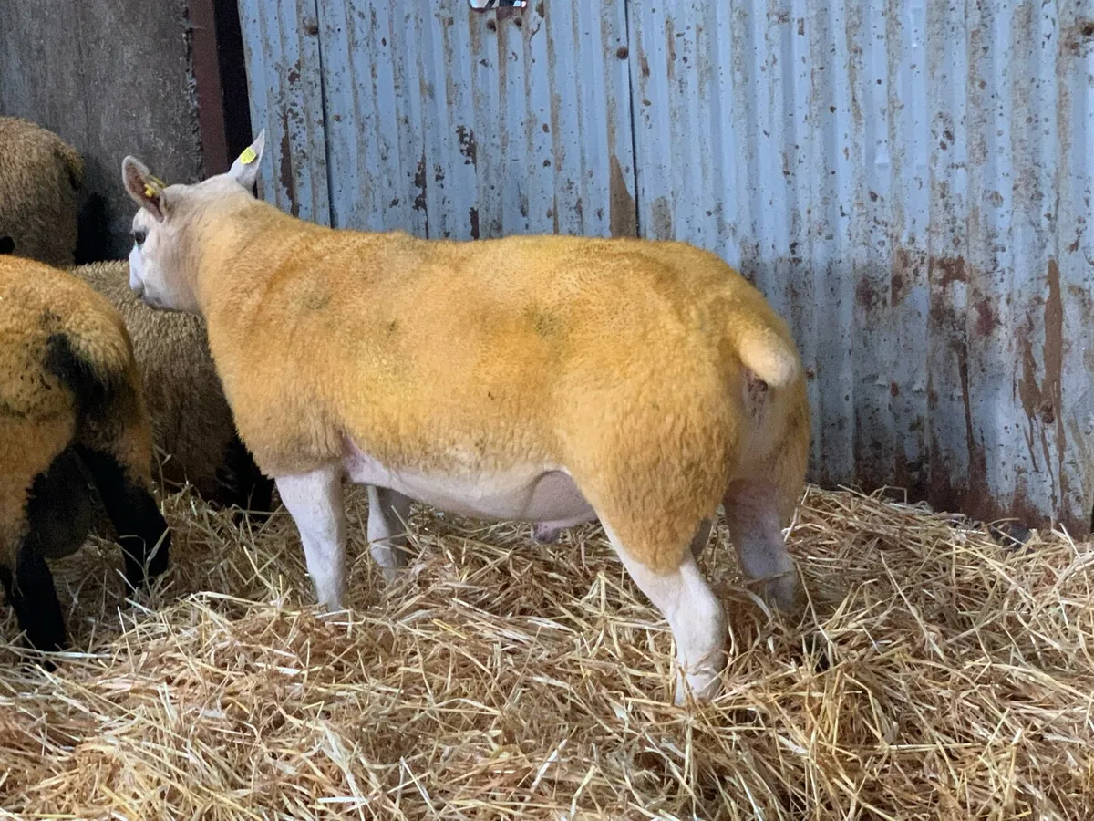 Pedigree Registered Suffolk & Texel Rams - Image 2
