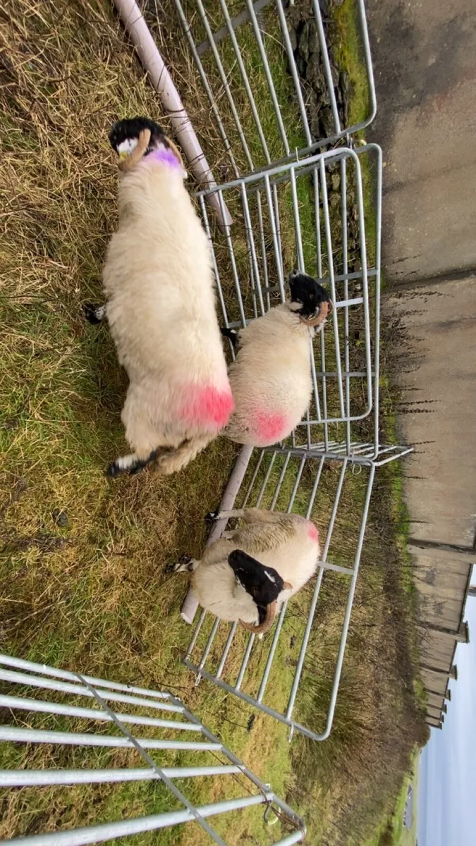Hoggetts - Image 2