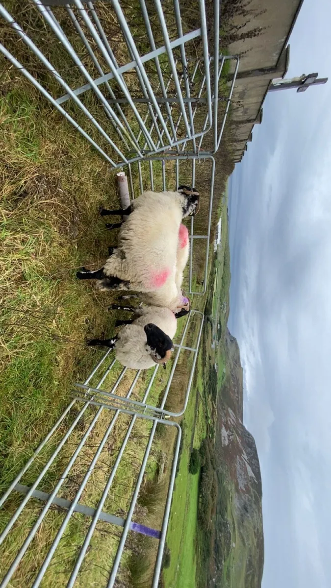Hoggetts - Image 3