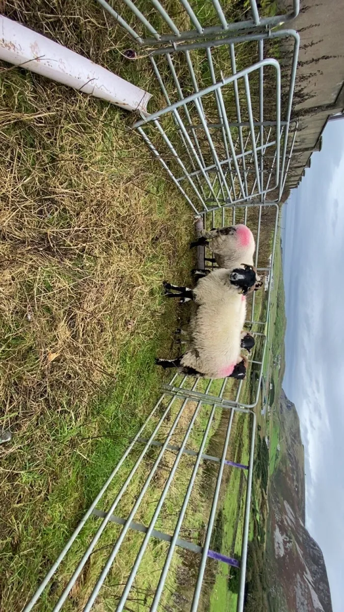 Hoggetts - Image 1