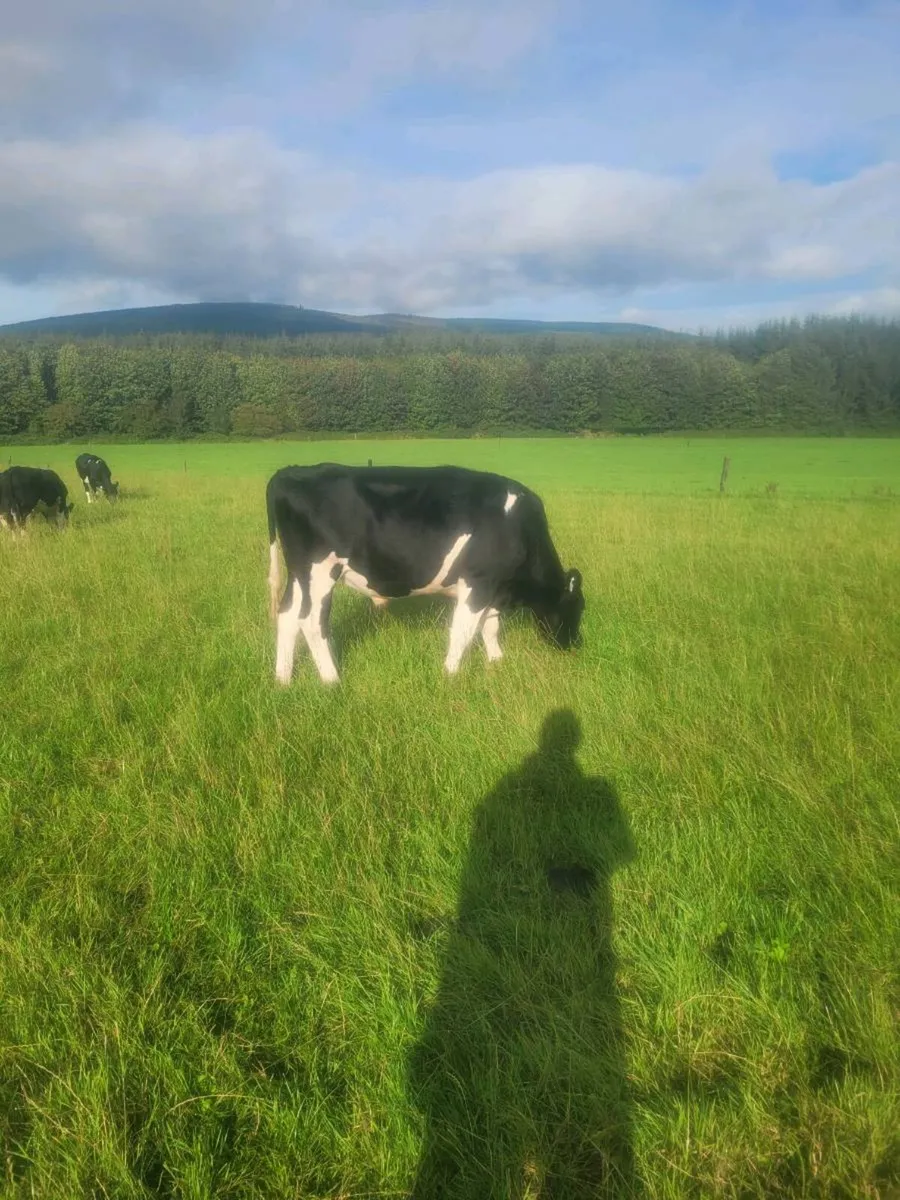 friesian  and hereford  bullocks - Image 1