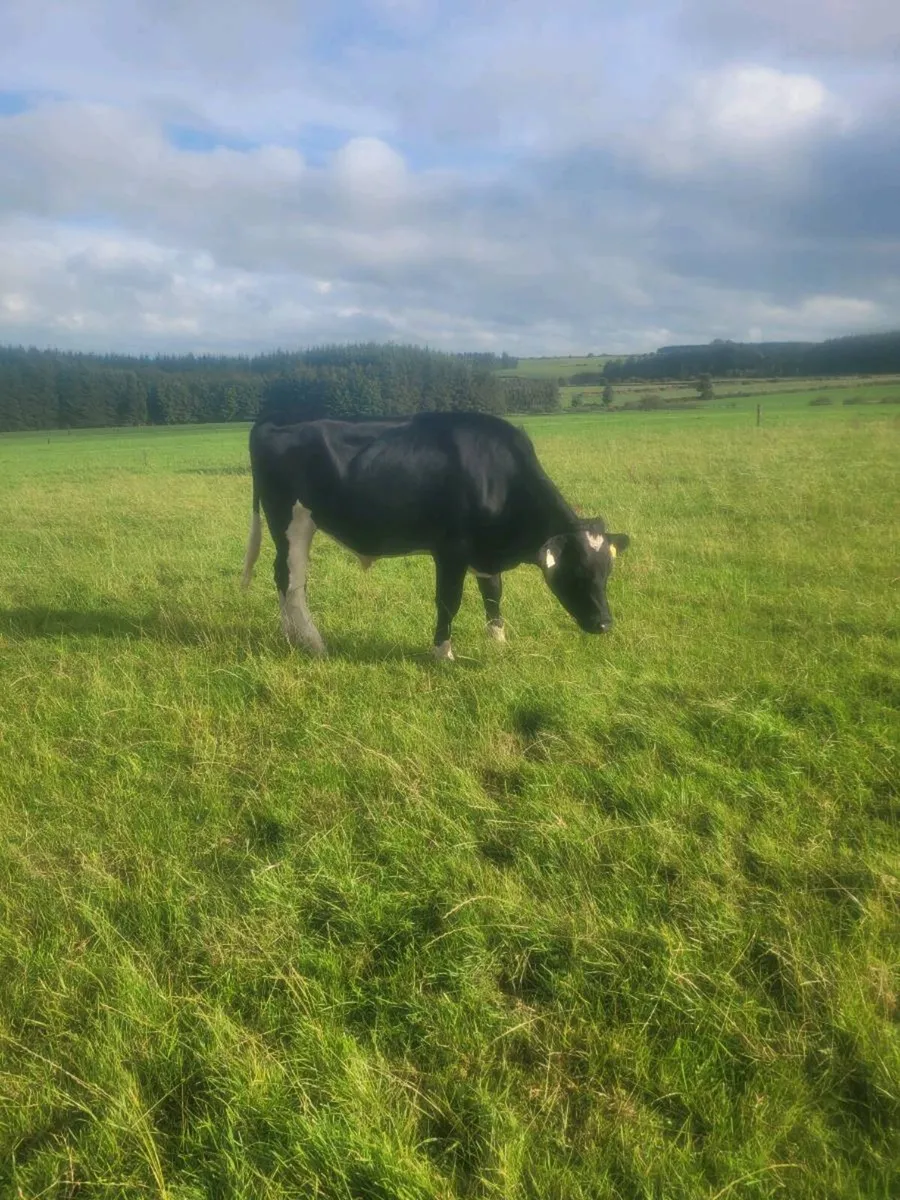 friesian  and hereford  bullocks - Image 2